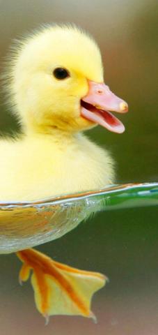 All Birds Wallpaper Ideas Beautiful