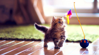 Cute Kitten Wallpaper