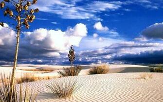 Desert Wallpaper