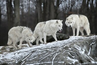 Arctic Wolf Computer Wallpaper Desktop Background Id
