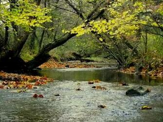 Trout Stream Wallpaper Pennsylvania