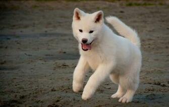 Very Cute White Akita Inu Puppy Jumping Puppies Wallpaper Picture