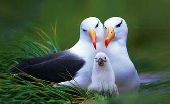Animal Wallpaper Bird Image Photos Cute Pc