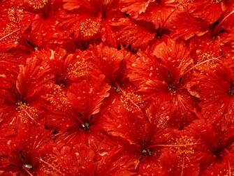 Red Christmas Background Top HD Image For