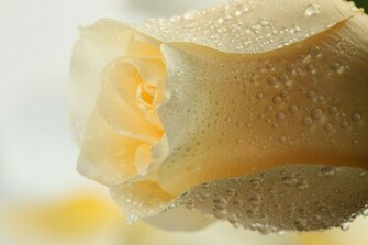 White Rose Wallpaper High Definition Quality