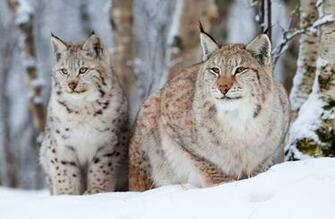 Bobcat Computer Wallpaper Desktop Background Id