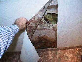 Doc Air Llc Mold Under Wallpaper