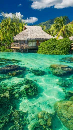 Natural iPhone Wallpaper For The Nature Lovers