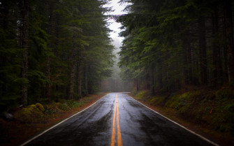 Foggy Forest Background Wallpaper