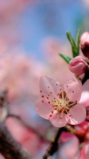 iPhone X Wallpaper Spring Image 3d