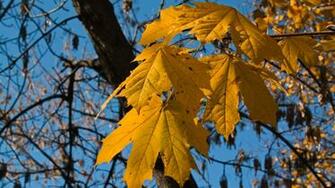 Autumn Leaves Wallpaper