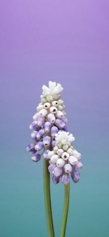 Purple Flower iPhone Wallpaper On