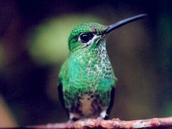 Humming Bird Wallpaper Hummingbirds