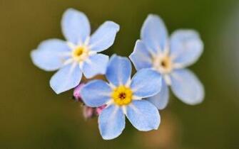 Three Small Purple Blue Flowers Wallpaper