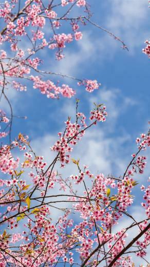 Spring Sakura Flowering Pink Flowers Twigs iPhone Xs