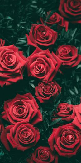 Dark Flower Aesthetic Wallpaper Top