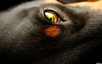 Nvidia Graphic Card HD Logo Wallpaper In