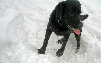 Labrador Wallpaper Walltor