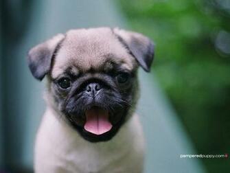 Pug Puppy On Green Doggy Desktops