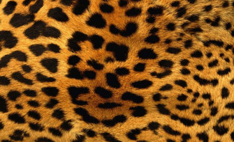 Glitter Leopard Wallpaper