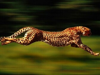 Animal Wallpaper Cheetah Running