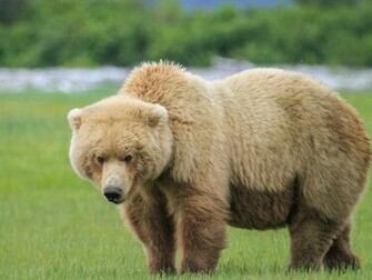 Brown Bear Wallpaper Bestepics