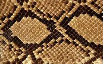 Wallpaper Snake Skin