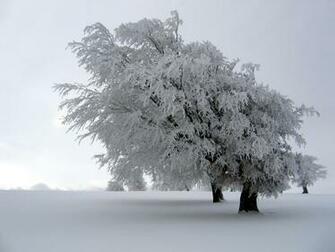 Snowy Tree Christmas Landscape Wallpaper Maroonbeard
