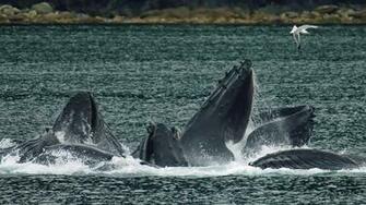 Whales Wallpaper Mac Desktop