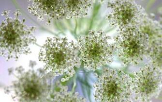 Queen Anne S Lace Wallpaper