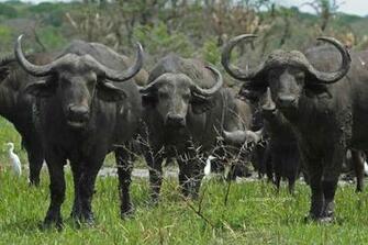 African Buffalo Wallpaper X Net