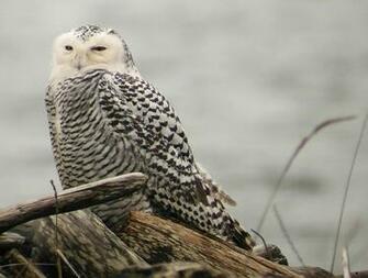 Snowy Owl Whidbey Island Screensavers For iPad Owls