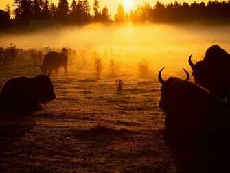 Buffalo Wallpaper