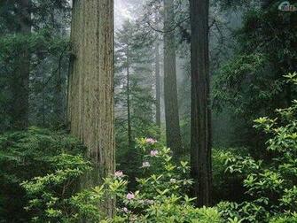 Clip Art Tree Trunk Tall Wallpaper