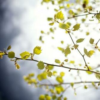 Birch Branch By Mark Sebastian iPad Wallpaper