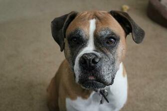 Portrait Of A Cute Boxer Wallpaper And Image Pictures