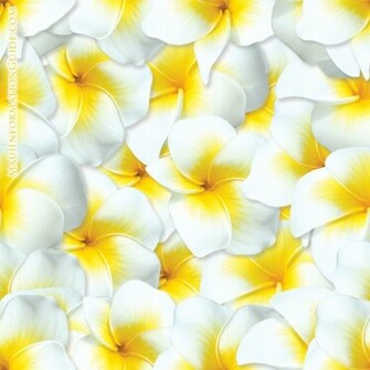 Hawaiian Flowers On The Beach Wallpaper Big Plumeria