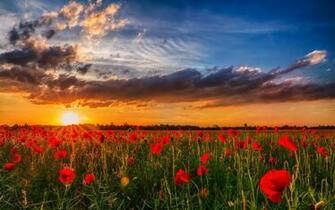Poppy Field Computer Wallpaper Desktop Background Id