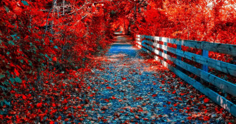 Cute Autumn Wallpaper