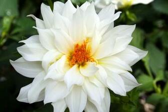 Names Of Flowers And Pictures