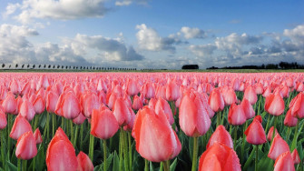 Landscapes Nature Tulips Wallpaper