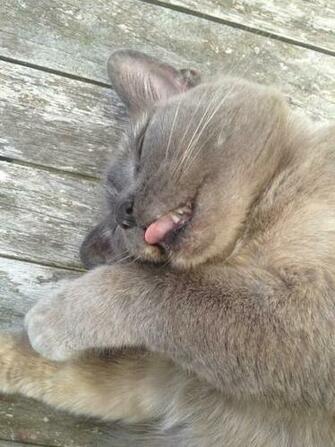 Derpy Cat By Kitmit