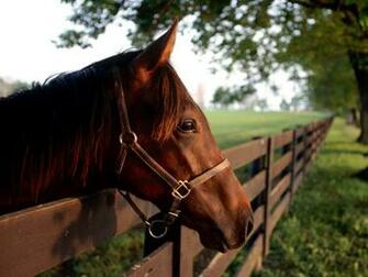 Horse Background