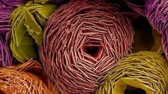 Bing Wallpaper Archive Scanning Electron Microscope