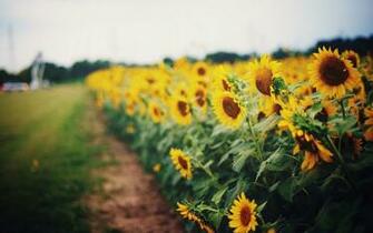 Flower Flowers Sunflower Sunflowers Yellow