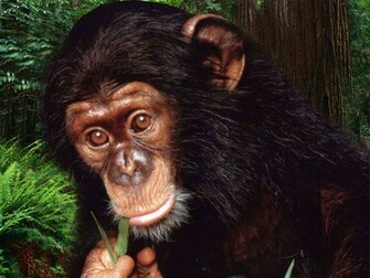 Monkey Wallpaper