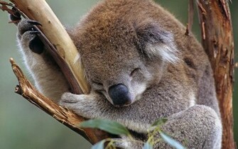 Lovely The Sloth Photography Wallpaper Animal Desktop Background