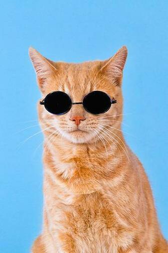 Cat Wearing Sunglasses