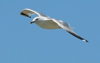 Seagull Wallpaper Right Click On The Image And Select Set As
