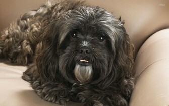 Black Shih Tzu Wallpaper Animal